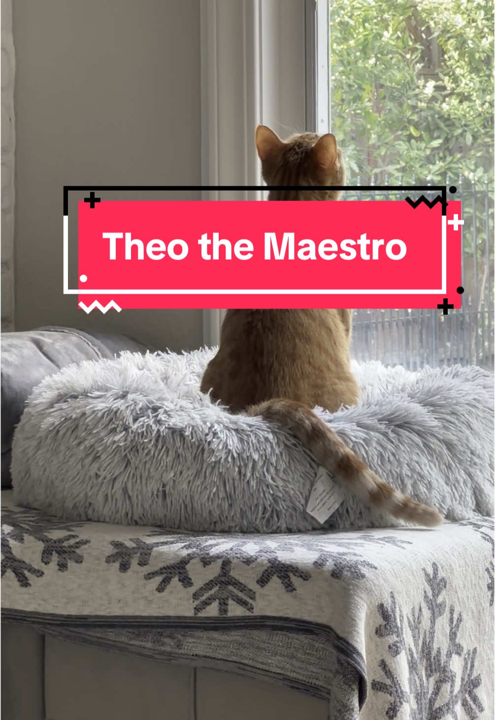 The Maestro at work 🎶 #theothetabby #orangecatbehavior #catsoftiktok #PetsOfTikTok #orangecat #tabby #orangecatsoftiktok #orangecat #tabby #orangecatsoftiktok #tabbycatlovers #cat #catmeme #tabbycat #pets 