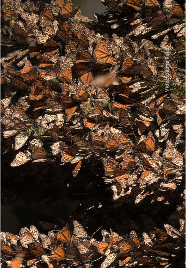 Warming up is so important! Join Nat Geo photographer Jaime Rojo in Michoacán, Mexico, as he films the moment that monarch butterflies awaken and fill the sky with magic ☀️