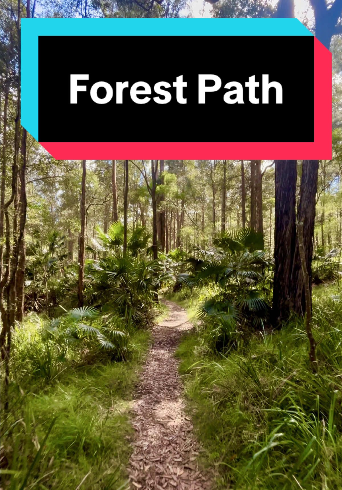 Experience the magic of nature by walking the Forest Path with me at the Royal National Park! Just an hour’s drive from Sydney, this stunning 4.5km loop track is a true gem. Immerse yourself in lush greenery and watch for wildlife as we wander through this beautiful rainforest environment. The tranquility and scenery here are simply breathtaking! Let’s embrace the great outdoors together and create unforgettable memories in this ancient wonderland. Can't wait to see you on the trail! #sydney #royalnationalpark #forestpath #nsw #australia #walk #bushwalk #Hiking #nature #explore #hiddengems #fyp #foryou 