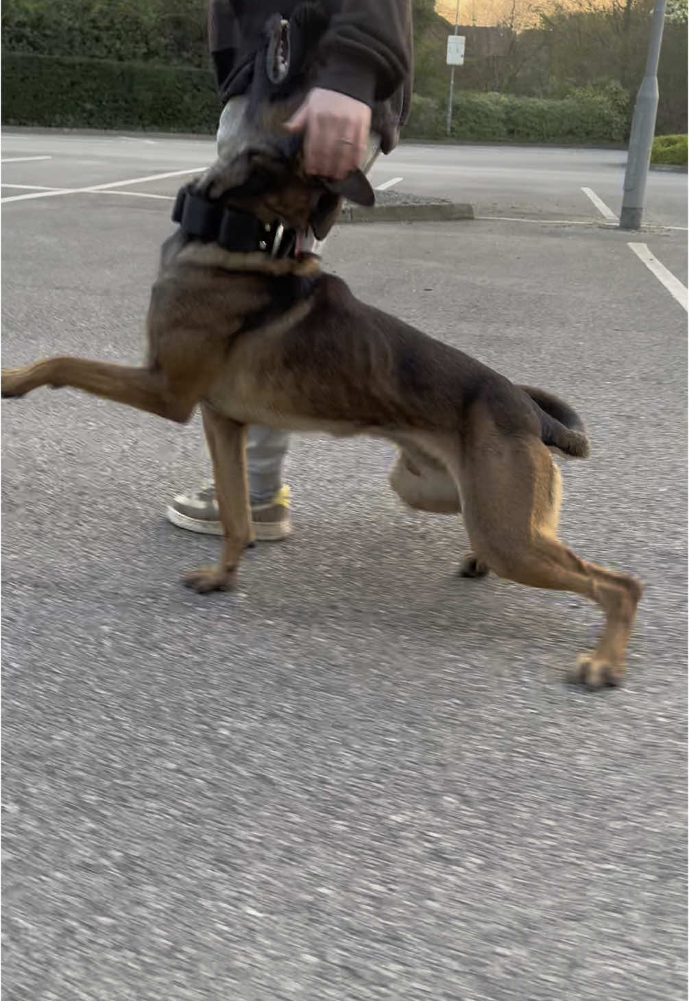 Little prance In the car park 🐕 Working more on his front position 🙌🏻 #malinois #mali #puppy #DogTraining #training #dogtraining #dogtrainer #dogsoftiktok #dogsthatbite #dogcommunity #psa #heelwork #dogsports #kc #puppytiktok #obedience #focusedheel #malinoispuppy #malinoistraining #dynamiccanine 