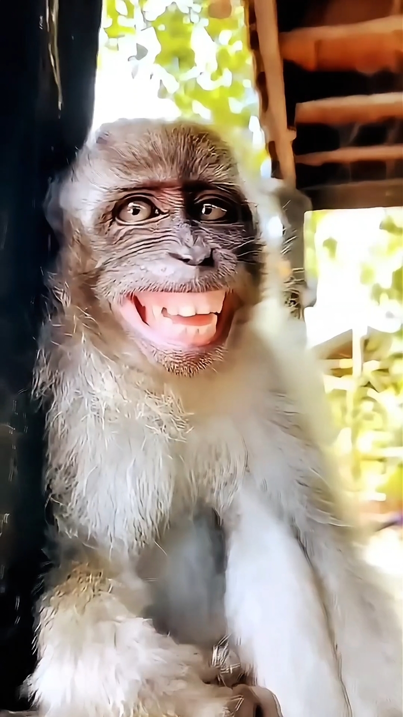 Cute funny animals #funnyanimals #funnymoments #fun #funnypets #funnypetsoftiktok #funnyanimalstiktok #funnymoments #entertainment #cuteanimals #animals #funny #laughter #fyp 