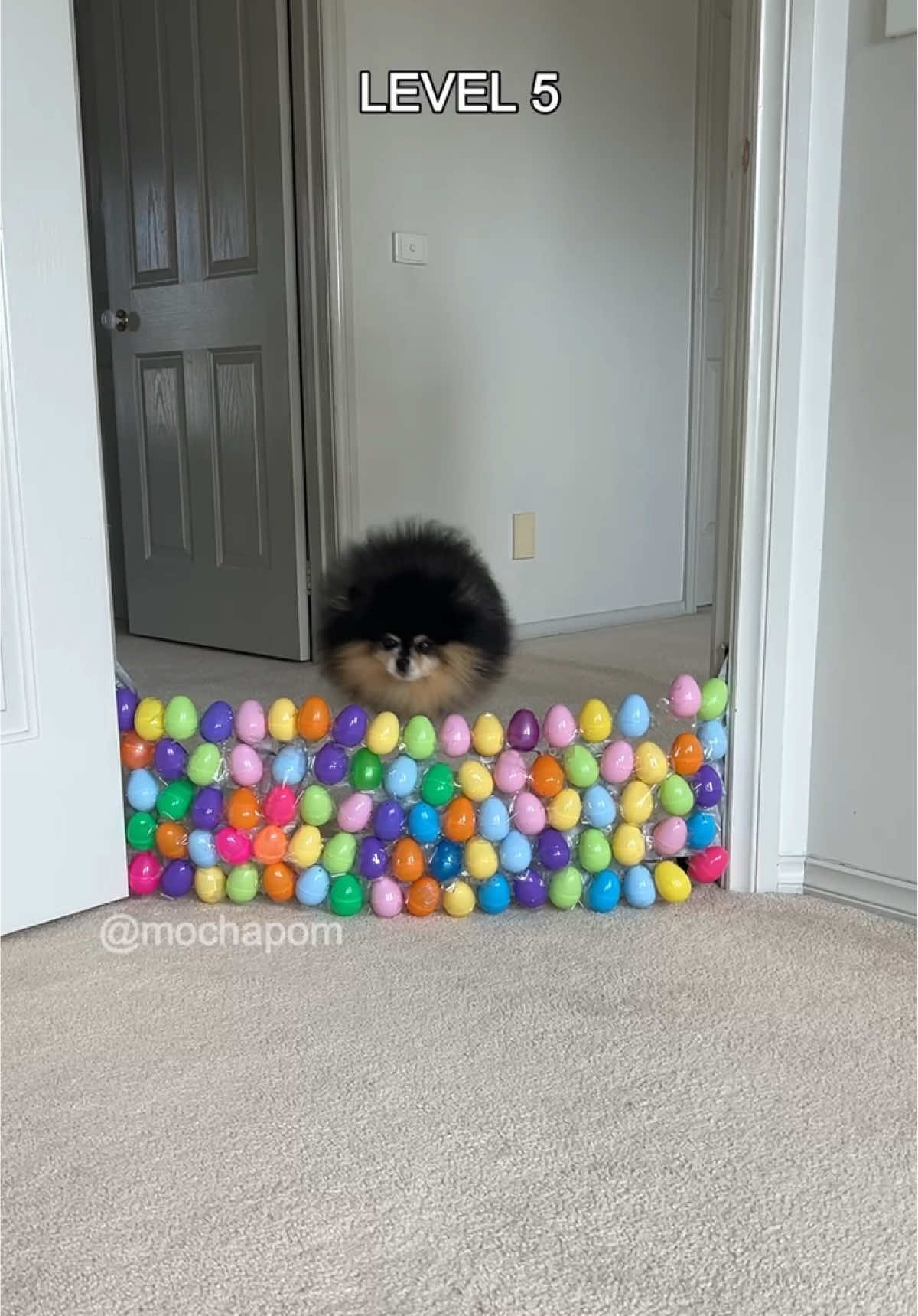 Wow 🤯 #dog #pomeranian 