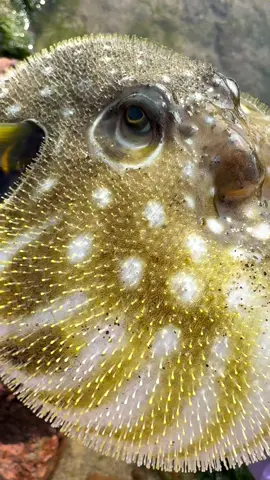 Wild Ocean Encounters: Poisonous Puffers, Fighting Crabs & Mysterious Devil Rays! Explore the wonders of the ocean in this thrilling and educational wildlife adventure! From chubby pufferfish to toxic porcupinefish, each moment will leave you saying, 