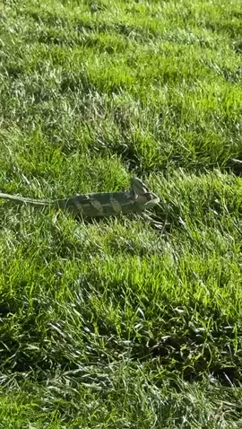 #leo #chameleonsoftiktok 