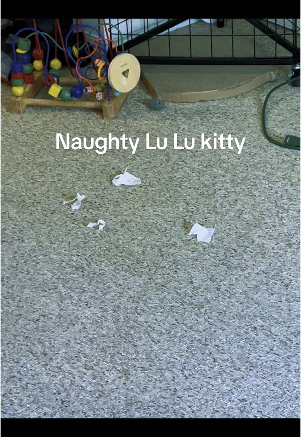 #cutecat #cat #viral #fyp #naughtycats 