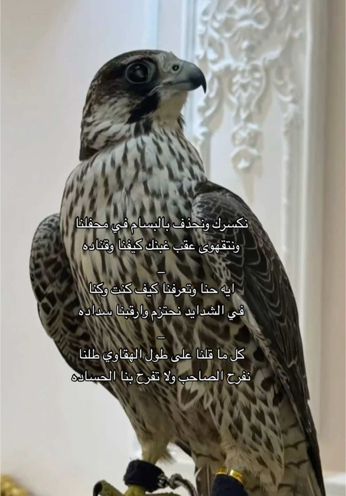 نكسرك ونحذف بالبسام في محفلنا ونتقهوى عقب غبنك كيفنا وقناده #CapCut #جابر_الجفراني #شعب_الصيني_ماله_حل😂😂 #هشتاق #youtube #سعوديه #الجفراني #شيلات #greenscreen #نجران_الآن #السعودية 