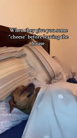 @The Beatles #fyp #dogsoftiktok #tootiedog #funnydogs #flyingdog #lucyinthesky #viral 