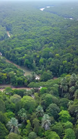 The Congo Rainforest, located in Central Africa, is the world's second-largest tropical forest after the Amazon. Stretching across six countries, the Congo Rainforest is wild, vast, and teeming with life. Towering trees, winding rivers, and thick mist hide forest elephants, rare birds, and endangered gorillas.  This isn’t just a forest — it’s one of the planet’s most vital ecosystems. #ai #aigenerated #ScenicViews #NatureLover #EpicViews #TravelGoals #Wanderlust #EarthPorn #BeautifulDestinations #AdventureAwaits #MountainMagic #SunsetLover