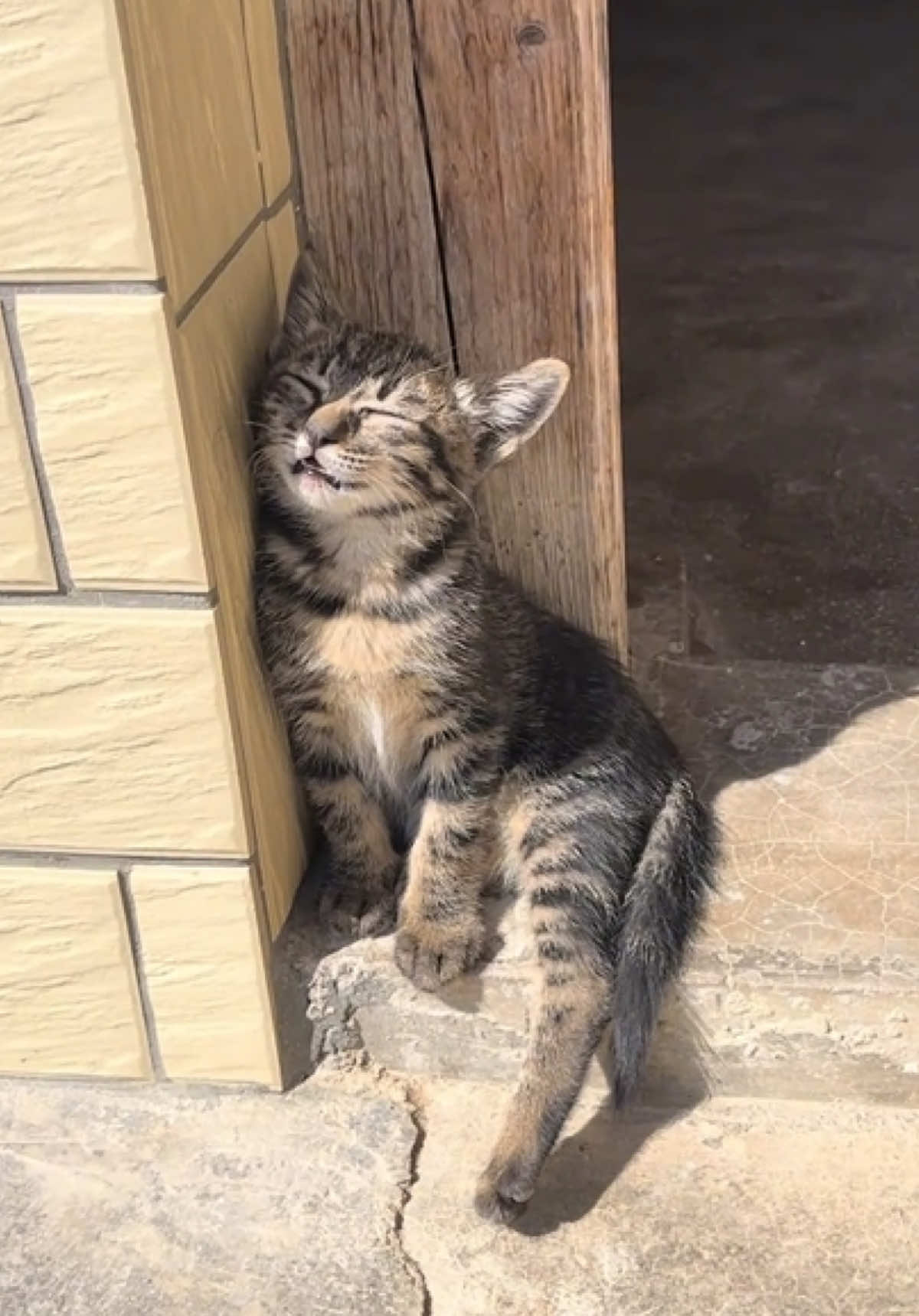 #cat #cats #funny #funnycat #pet #animals #funnyvideos #fyp #foryoupage 