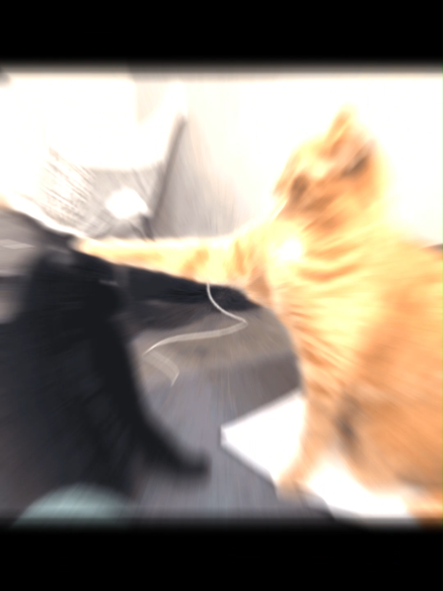 Pet a cat | Audio by Offlain #offlain #catpics🐈 #funny #catmemes #funnymemes #funnycats