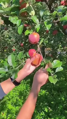 🧑🏻‍🌾👍🏻🍎 i like to eat apples #apple #top #fruit 