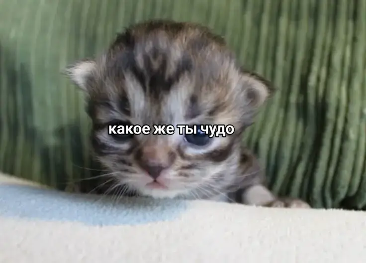 #люблю #мило #чудо #rekomendasifilm 