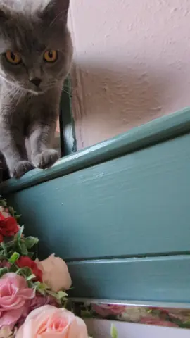 #mycat #mrchaudhary😻 #fyp #catlover #bsh #tranding #foryoupage❤️❤️ #lovemykitty 
