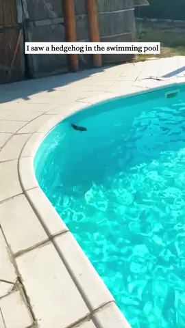 I rescued a hedgehog that had fallen into a swimming pool #rescue #animal #fyp #hedgehog 