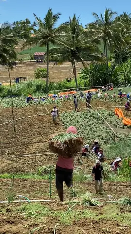 Panen bawang merah di lokasi kakek tampo,alhamdulillah panjang umur dan sejahtera bagi para petani bawang merah enrekang😇🤲🏻#fypシ゚viral  #bergerakbersama  #petanibawangmerah  #enrekangduri 