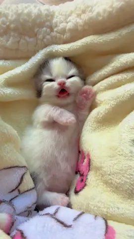 Please enjoy the little pig's jade feet#Minute Short-legged Cat#This kitten looks like cotton candy#It really looks like a baby#Furry #CheeseCat #Milky #Cat #Little #kitty 