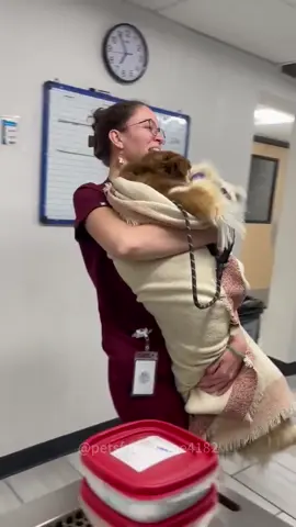Dog after anaesthesia #dog #fyp #funny #anaesthesia #poordog #funnydog #dogsofttiktok 