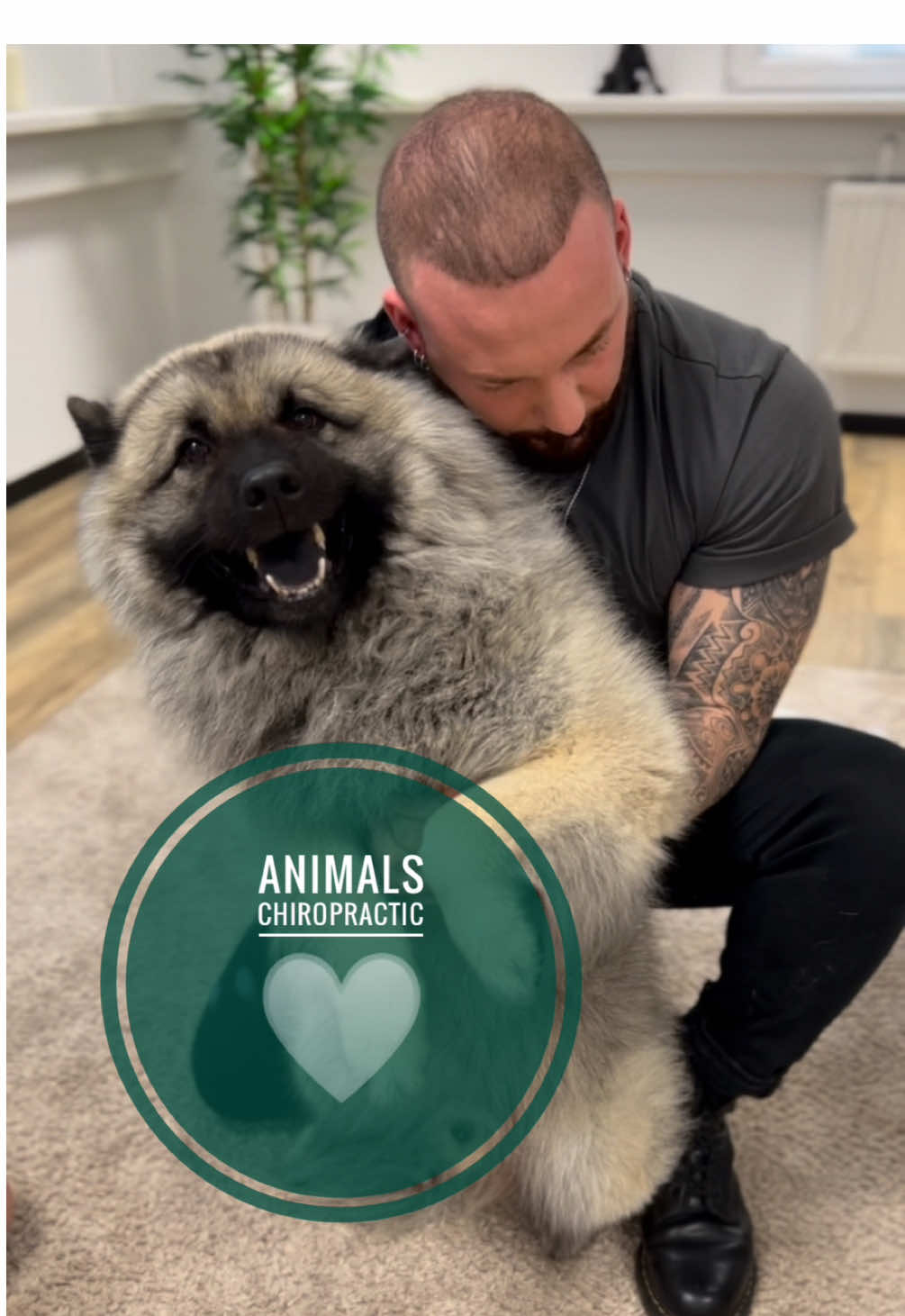 Dogs with back pain 🥹🥹🥹 • • • #foryou #asmr #animal #animals #chiropractortiktok #türkiye #chiropractic #hund #hundeauftiktok #tiere 