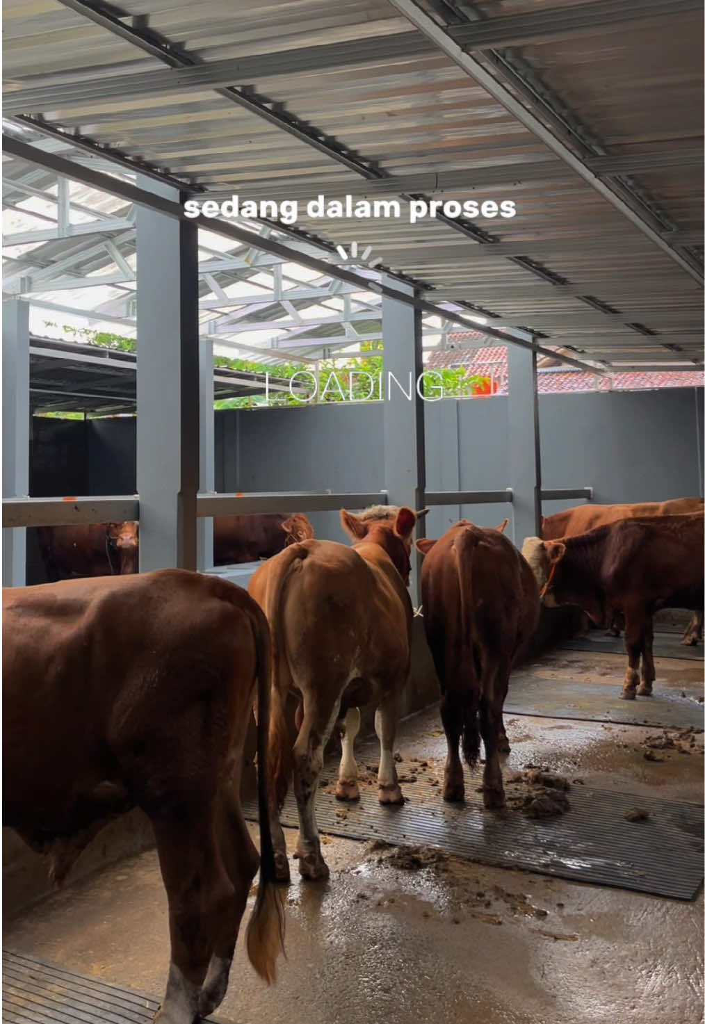 Ready Special Stock For Ied Adha 2025 Area Soloraya dan sekitarnya🙏 #qurban #iedadha 
