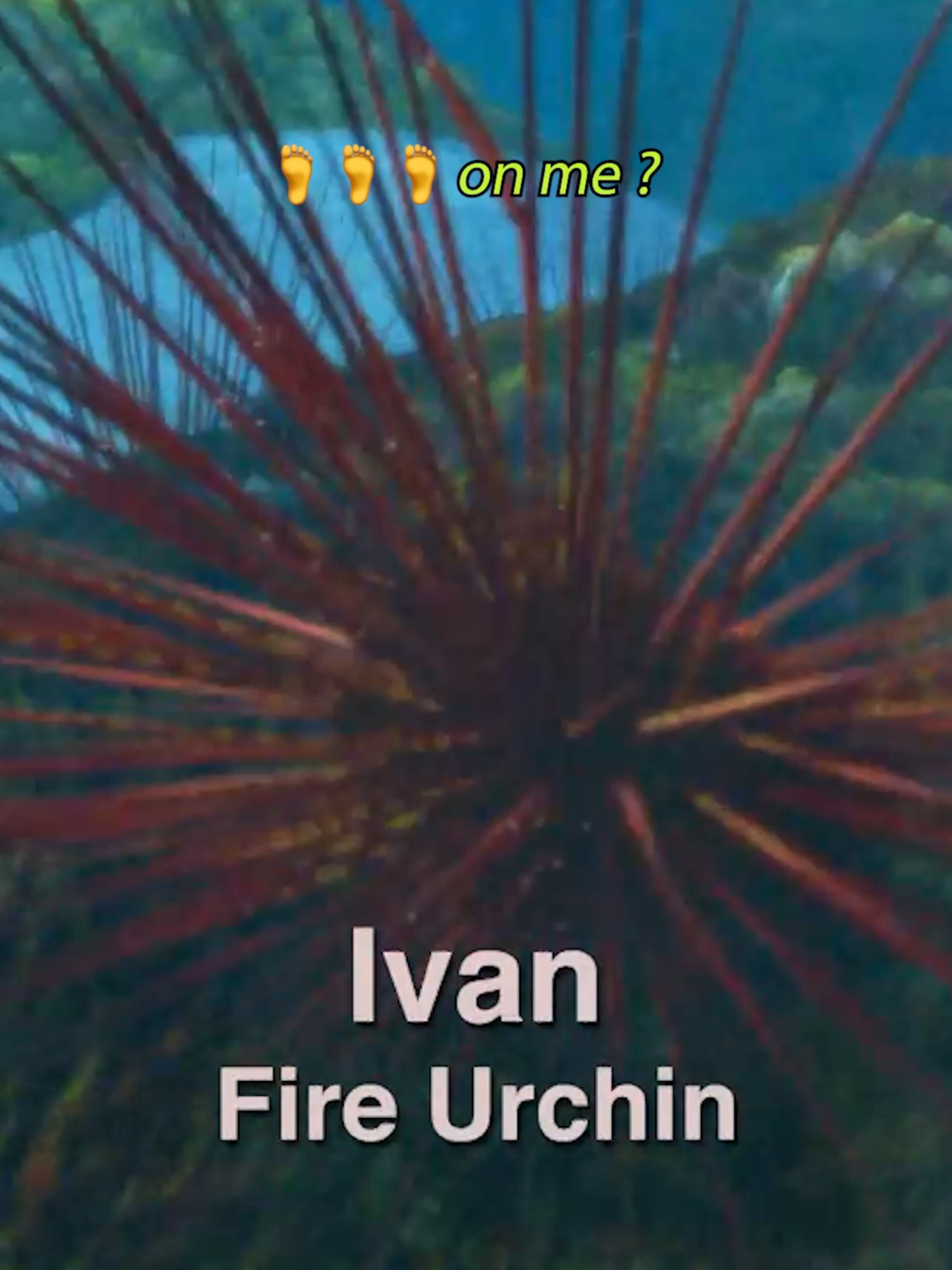 i quote this on a daily basis 😂 #surfsup #ivan #shialabeouf #seaurchin #movie