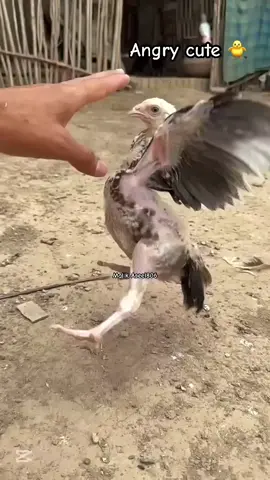 It is time for chick training #assel #asselmurga #viralvideo 