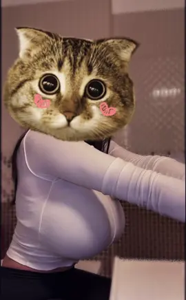 いんすたはねこちゃんいません