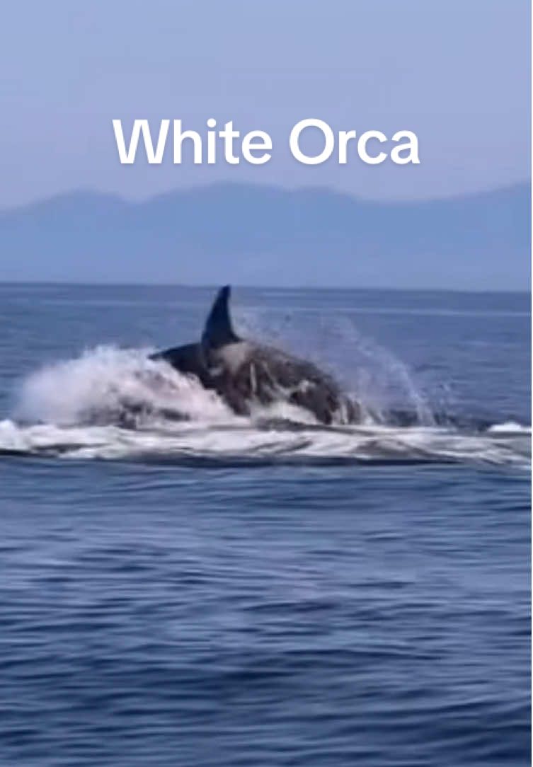 “This is the first time I’ve encountered a white orca after 15 years of photographing orcas in Rausu (Hokkaido, Japan),” Hayakawa wrote on X.  Inst: shiretoko_orca_photo_album #bekindnews #orca #rare 