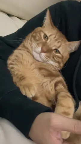 Ras terkuat takut 😭 #kucinglucu #kucingtiktok #kucing #kucingku #kucinggemoy #kucingnyimut #anabul 