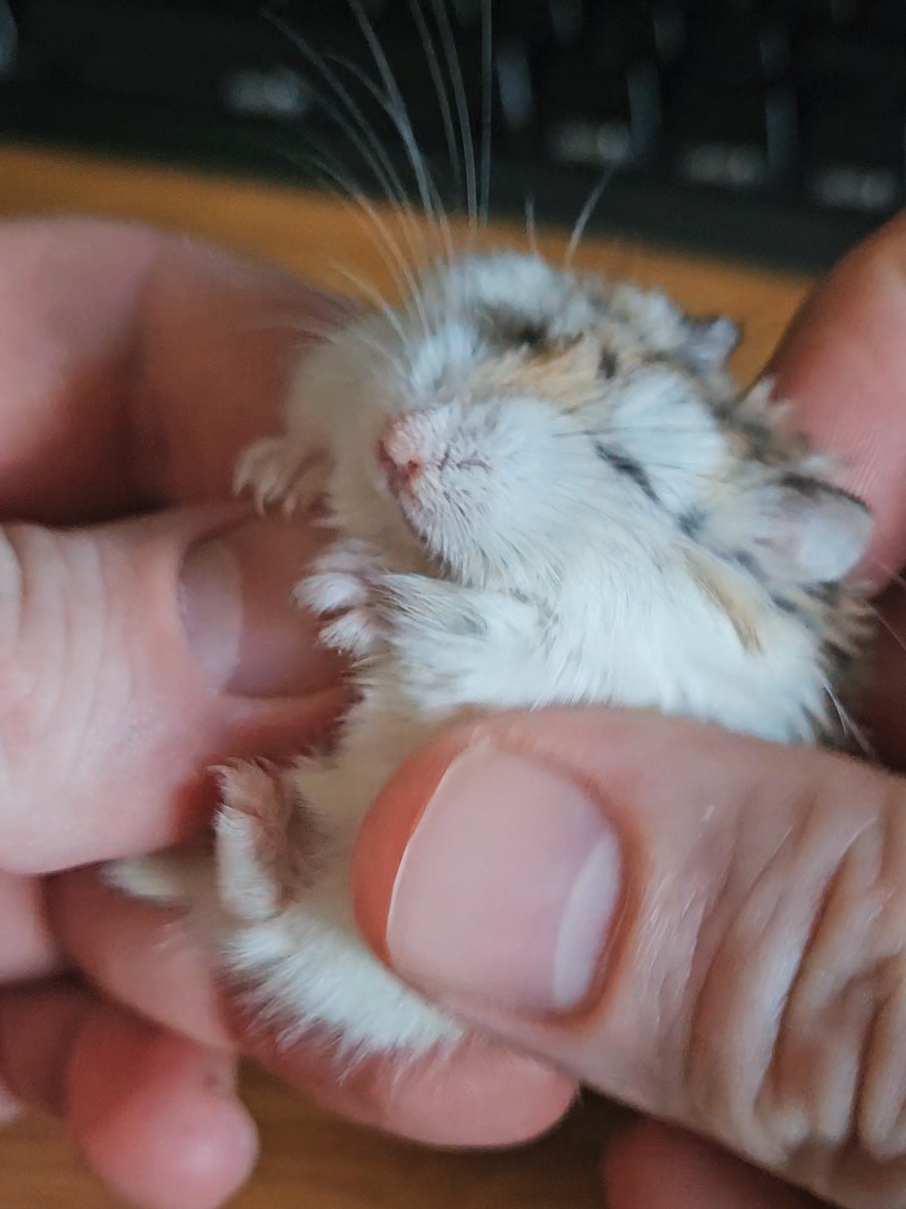 Deep relaxation #hamsterrave 