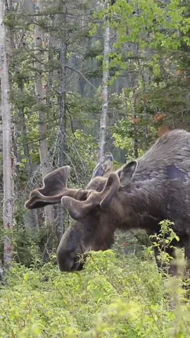 #bull #buck #orignal #moose #tape #moosetape #orignalvideo #bigbuck #bigbull #wild #wildlifephotography 