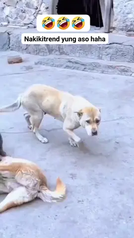 naki uso lang si whitetyy🐶 #TRENDING #EBATADAN 