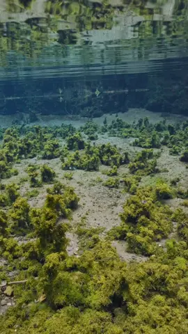 The moss in pond creates a mysterious atmosphere. I want to be small and explore in this moss forest 🌳🌳🌳#relax #calm #underwater #underwaterworld #nature #japan #水中 #水中撮影 #水中映像 #水中の世界 