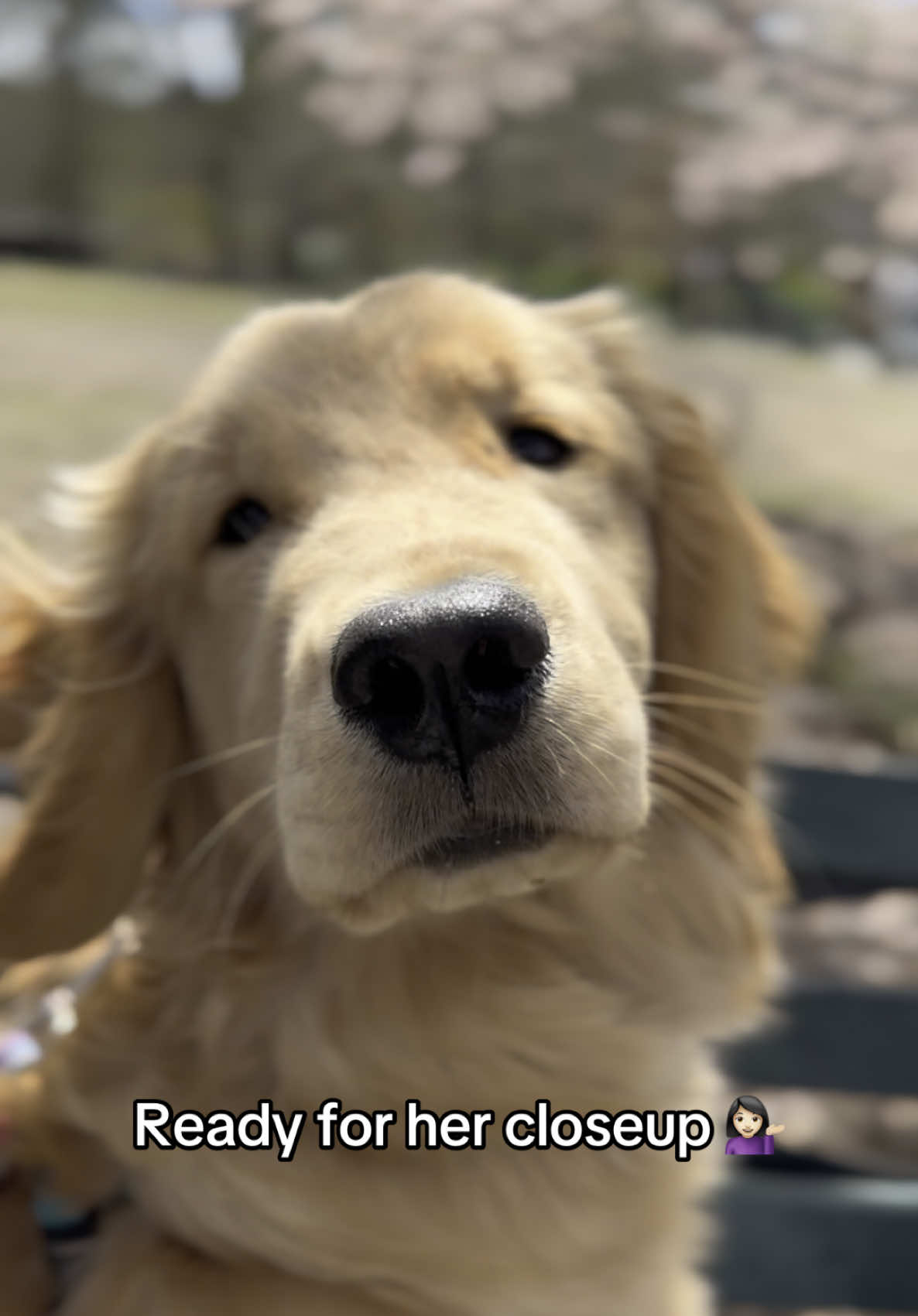 Vogue 💋#dogsoftiktok #dogsvideo #goldenretrieverlife #goldenretriever #dogsofnyc #centralpark 