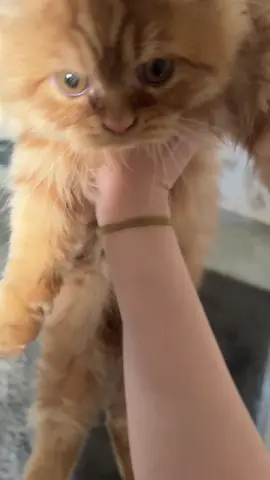 #foryoupage #fyppppppppppppppppppppppp #اكسبلور #الشعب_الصيني_ماله_حل😂😂 #viral #foryou #viralvideo #cat #cats 