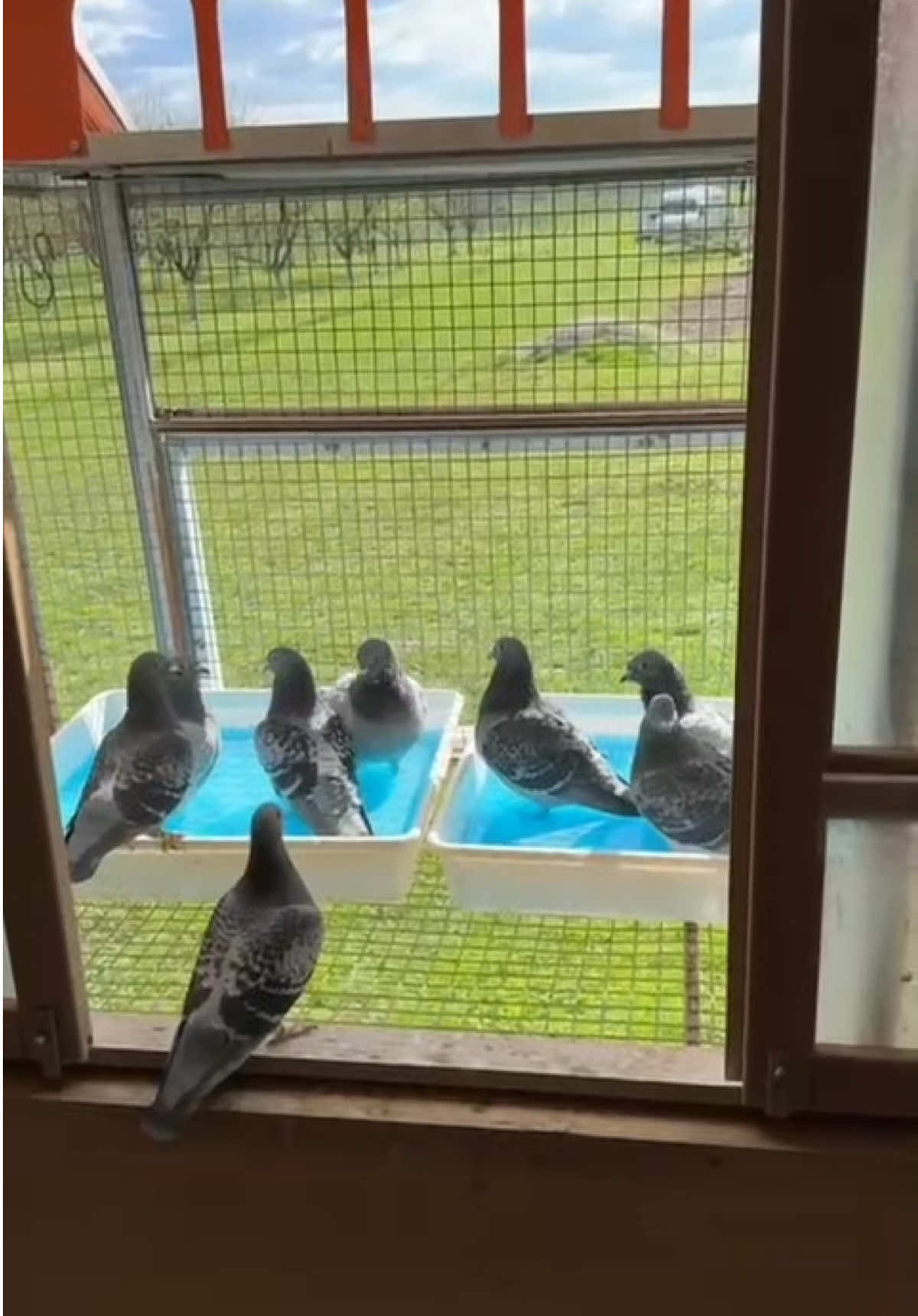 🕊️Vlad Fildan, an experienced pigeon fancier, started using Blue Salt from Cest Pharma and saw a real difference—shiny feathers, more energy, and overall healthier pigeons. Now it is a part of his routine. Did you try it?🐦🔵 #cestpharmainternational #cestpharma #racingpigeons #porumbei #porumbeivoiajori #pigeonsport #passion #performance 