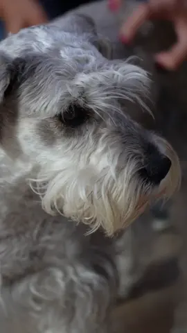 ¿Tu perrito no para de rascarse? 🐾 ¡No dejes que sufre más! Con la línea Dermocalmante de Ibasa, ayuda a calmar su piel, reducir la picazón y mantenerlo feliz y cómodo. ✨ 📲 923 743 869 #ibasa #dermocalmante #pielsensible #perrosfelices #cuidasusalud #alergiascaninas #petcare #rascadasfuera #peru #parati #foryoupage