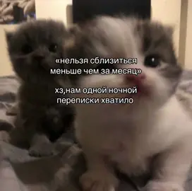 🥹 #рек #рекомендации #щп #щитпост #щитпостер #милыйщп #милыйщитпост #мило #щпмилый #щитпостмилый #переписка 