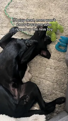 as if I could have been anyone else but him! #funnydog #dogs #dog #doglife #petlife 