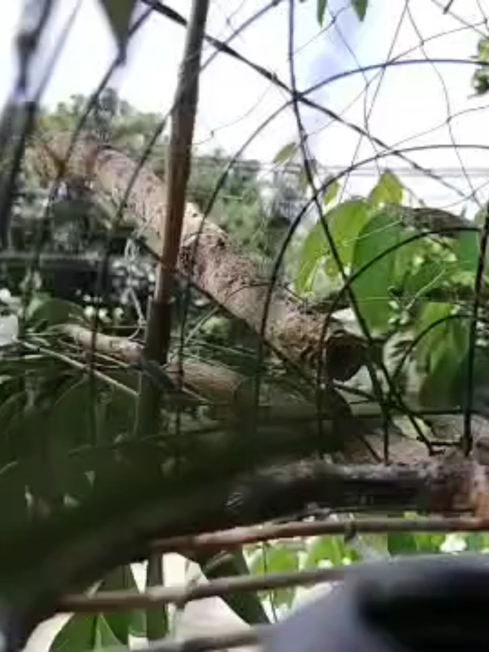 lama tak bawak 