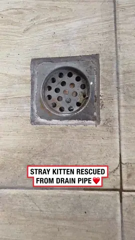 What a hero ❤️ (🎥: ViralHog) #ladbible #wholesome #animalrescue #cutevideos #animals #catsoftiktok