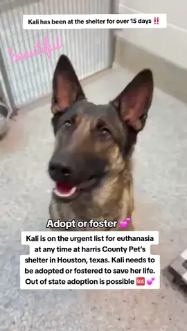 📣🚨🚨URGENT 🚨🚨📣 Kali has been at the shelter for over 15 day ‼️  Kali is on the urgent list for euthanasia ☠️ at any time 🕐 at harris County Pet's shelter in Houston texas. Kali needs to be adopted/fostered to save her life 📣☠️🕐🆘️🏡📣🆘️🆘️🆘️🆘️ Please consider fostering if you are unable to adopt it would save Kalis life 🙏 💖🙏💖🙏💖🙏 Name. Kali  ID #A634516  Co kenneled.  If you can foster/adopt please apply @Rescue Dog Army  application in Bio ASAP ‼️  OUT OF STATE ADOPTION IS POSSIBLE.  Please message me if you have any questions.  Address  Harris County Pet's shelter.  612 Canino Rd in Houston texas.  #adopt #rescue #foster #resuedogarmy #savealife #harriscountypets #euthlist #FYP #dogsoftiktok #urgentshelterd #doggo #fosteringsaveslives #houston #texas #help #urgent #hero 