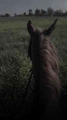 #CapCut يقود العاديات #ستوريات_بدون_حقوق_تصميمي #كركوك_محافظه #خيل_وخياله🐎 #صينيين_مالهم_حل😂😂 #ستوريات🖇️🎬 