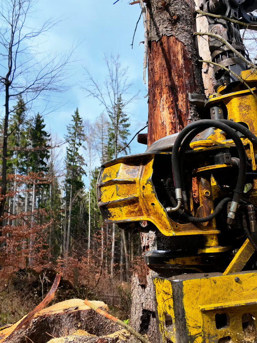 🌲 **Felling Spruce Trees Destroyed by Bark Beetle – John Deere Harvester in Action! 🚜**   **Description:**   🔥 **Watch as a powerful harvester clears spruce trees infested by bark beetles!** This efficient timber harvesting operation helps prevent further forest damage.   📌 **Highlights:**   ✔️ Fast & precise harvester felling   ✔️ Removing dead/diseased spruce trees   ✔️ Preventing bark beetle spread   🌳 **Sustainable forestry in action!**   👍 **Like, Subscribe & Hit the Bell 🔔** for more logging & forestry videos!   #Forestry #Harvester #BarkBeetle #Spruce #TimberHarvesting #JohnDeere #SustainableForestry #Logging #HeavyMachines 
