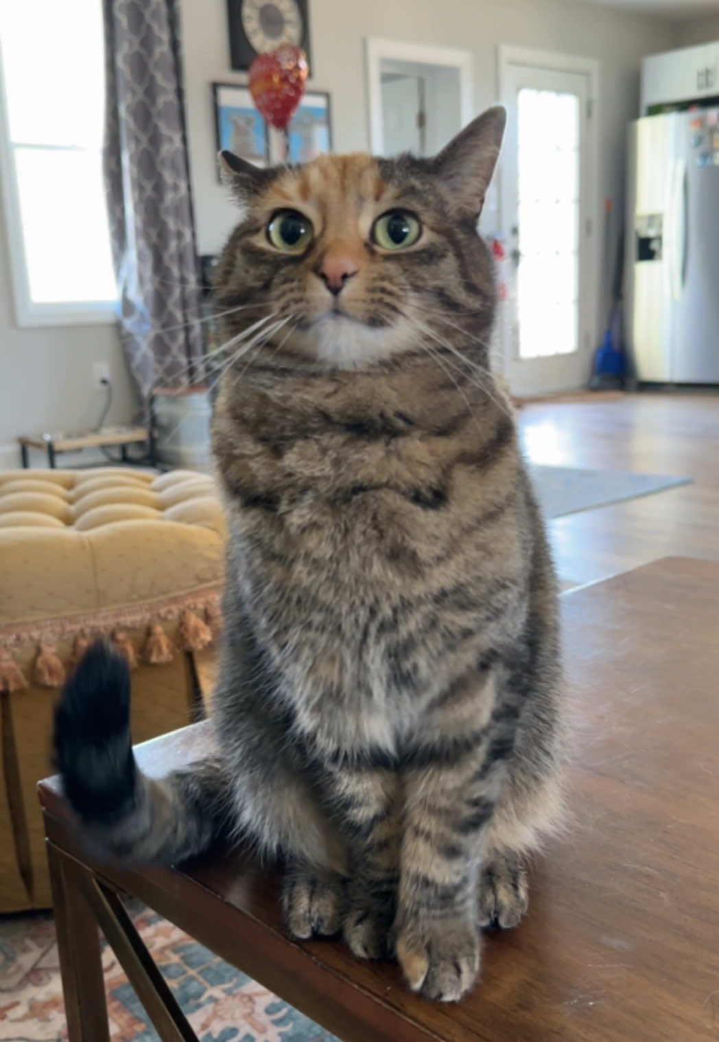 Chatty Queen #foryoupage #fyp #cats 