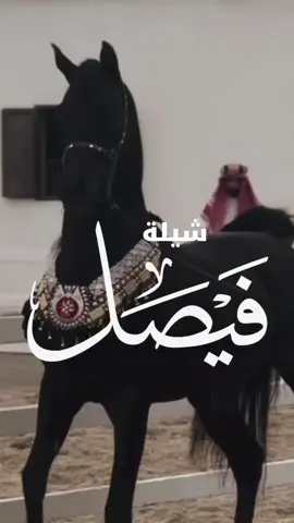 شيلة عريس باسم فيصل 2025 شيلة مدح باسم فيصل _ اداء فهد العيباني  #شيلة_مدح_فيصل #شيلة_باسم_فيصل