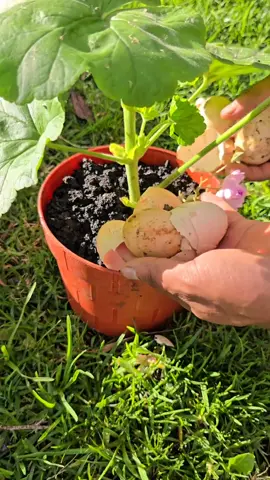🔍TRUTH BOMB! Eggshells AREN'T direct fertilizer. I'll show you the SCIENCE-BASED trick to turn them into REAL calcium plants can use. Watch the chemical reaction! #UrbanGarden #NaturalFertilizer #ScienceGardening #EggshellHack #DIYGarden #PlantNutrition #GardenChemistry 