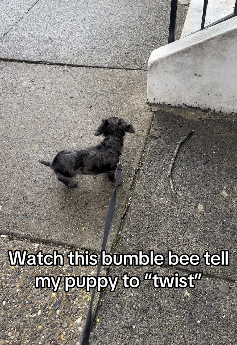 hire this bumble bee to train your puppy right nneeow  #creatorsearchinsights #dachshundlife, #minidachshund, #dachshundpuppy, #puppytok, #dogsoftiktok #minituredachshund #dachshund #wienerdog #sausagedog #hotdog #weenie #doxie #puppy 