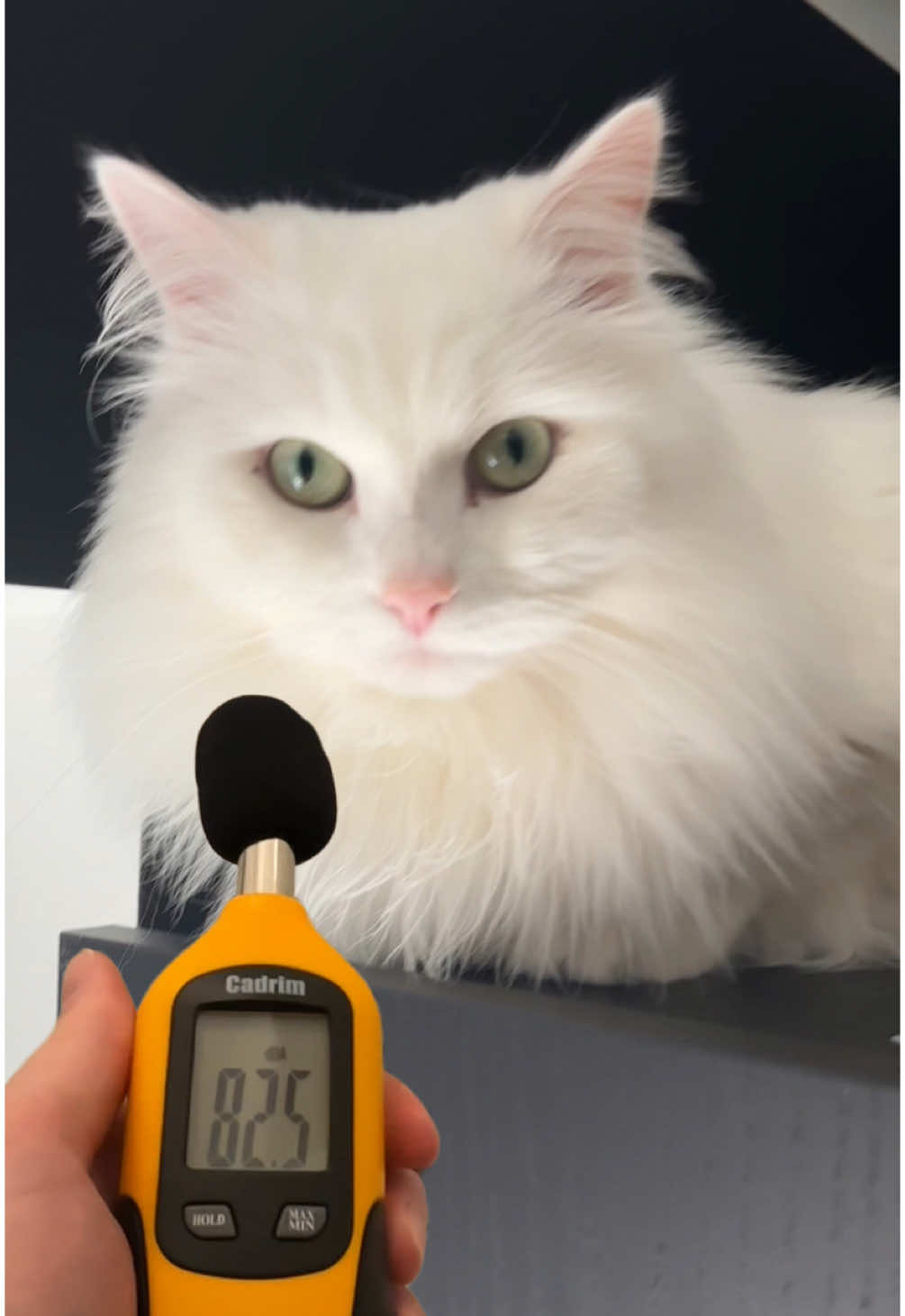 Finally getting an accurate reading of how LOUD Donut is 🤣📢 #catsoftiktok #cat #loud #deafcat #scream #yowl #funnyvideo #cute #catlife #catlover #fyp 