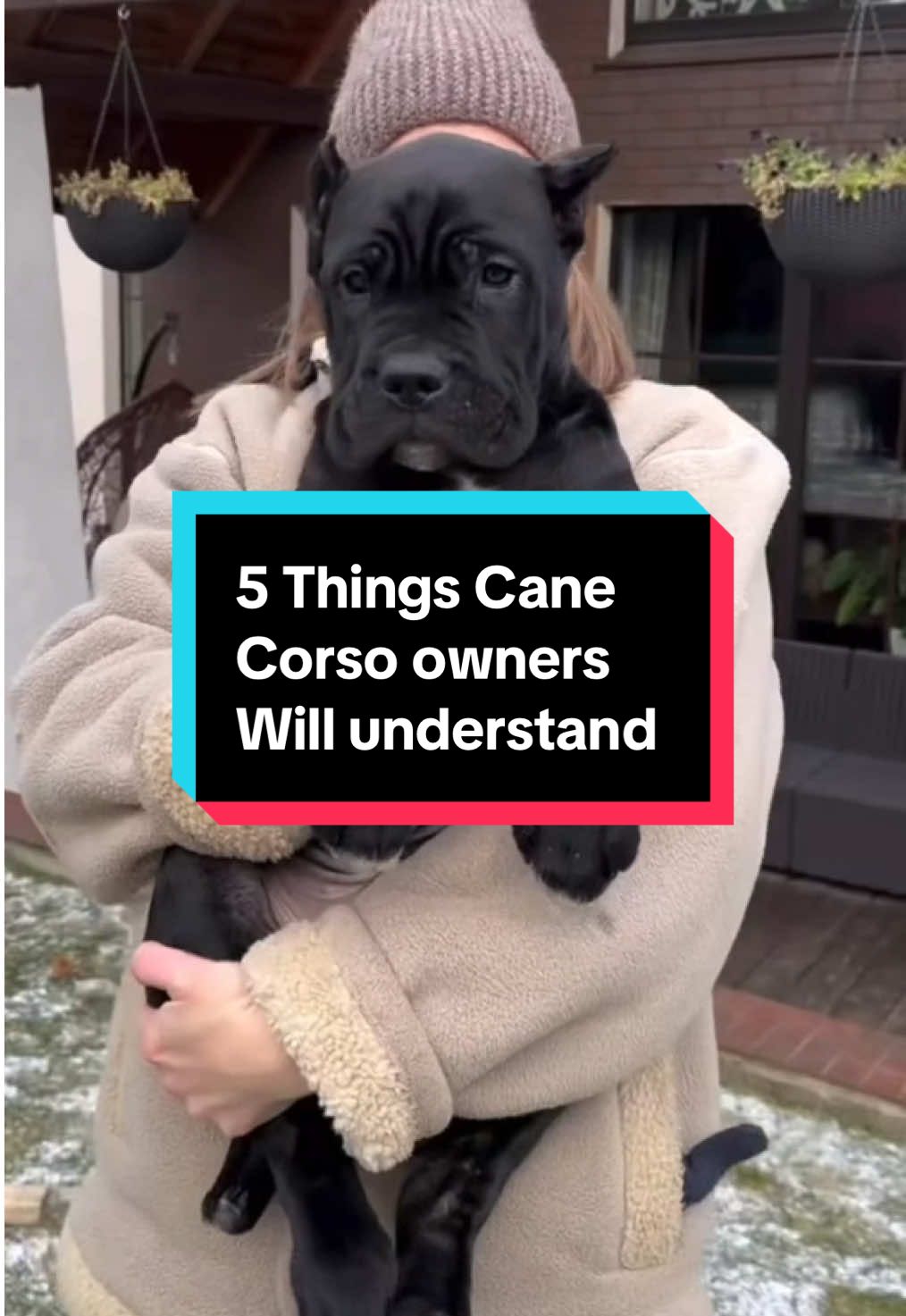 5 Things Cane Corso owners will understand 🐶 #canecorso #corso #LiveOutlandish 