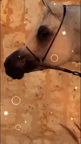 #عاشقة_الخيل🐎 ❤#يا_قلبي_مين_يداويك 💔#WelcomeWassouf #قوالب_كاب_كات #CapCut #مجرد________ذووووووق🎶🎵💞 #الشعب_الصيني_ماله_حل😂😂 #اكسبلور 